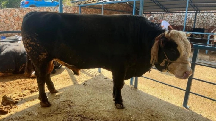 1 ton 300 kiloluk tosun 430 Bin TL'ye satıldı