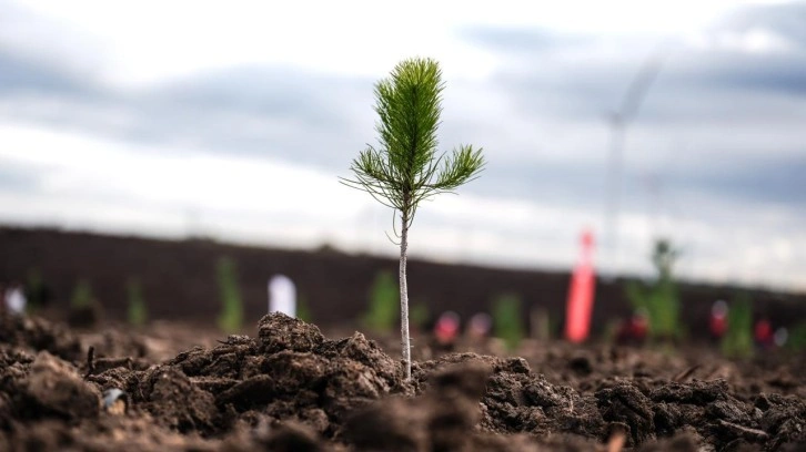 11 Kasım Milli Ağaçlandırma Günü'nde çifte rekor!