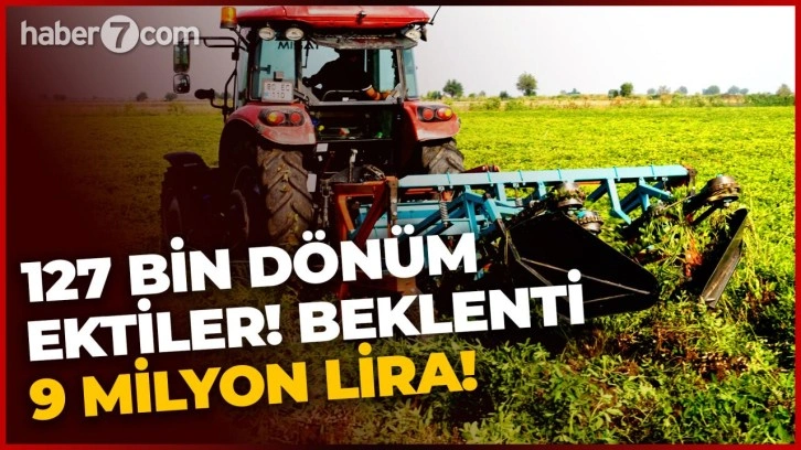 127 bin dönüme ektiler: 9 milyon lira gelir bekliyorlar