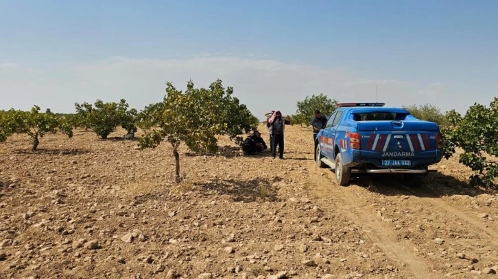 48 yaşındaki işçinin acı sonu: Antep fıstığı hasadı yapıyordu!