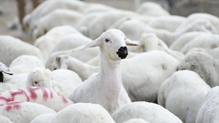 5 bin 150 reforme küçükbaş hayvan satacaklar! TİGEM duyurdu