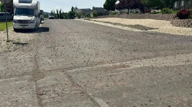 ABD’de bir şehri böcekler sardı! Halk