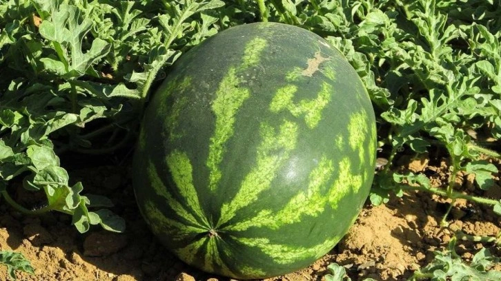 Adana’da sezonun ilk karpuz hasadı başladı; tarlada kilosu 7 TL