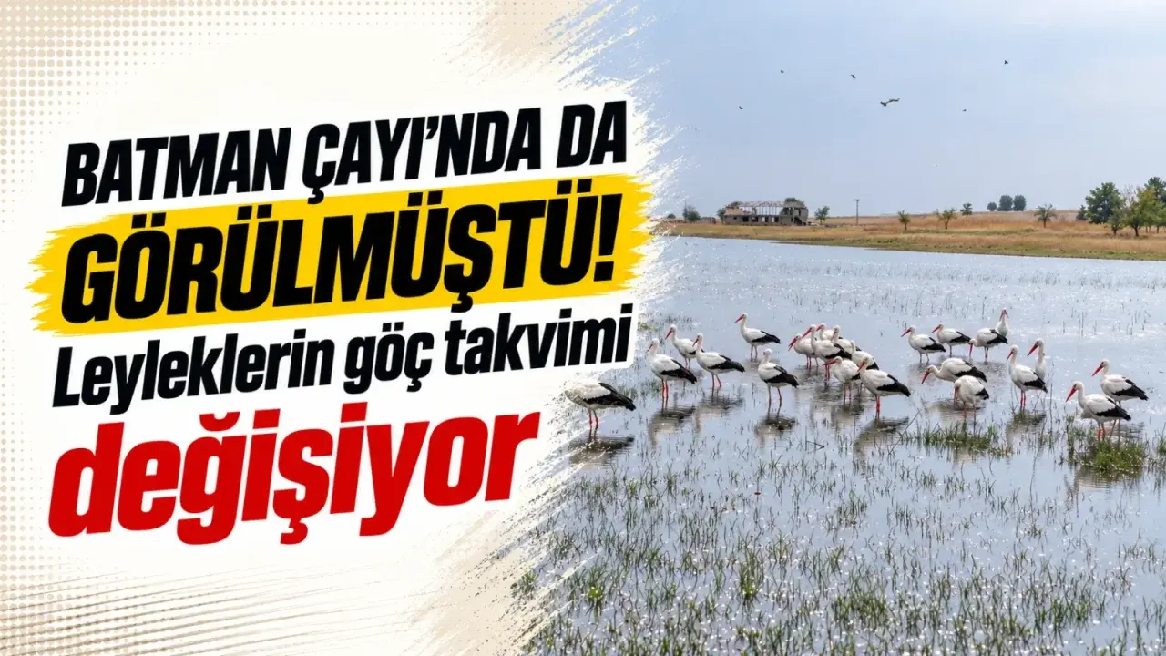 Batman Çayı’nda da görülmüştü! Leyleklerin göç takvimi değişiyor