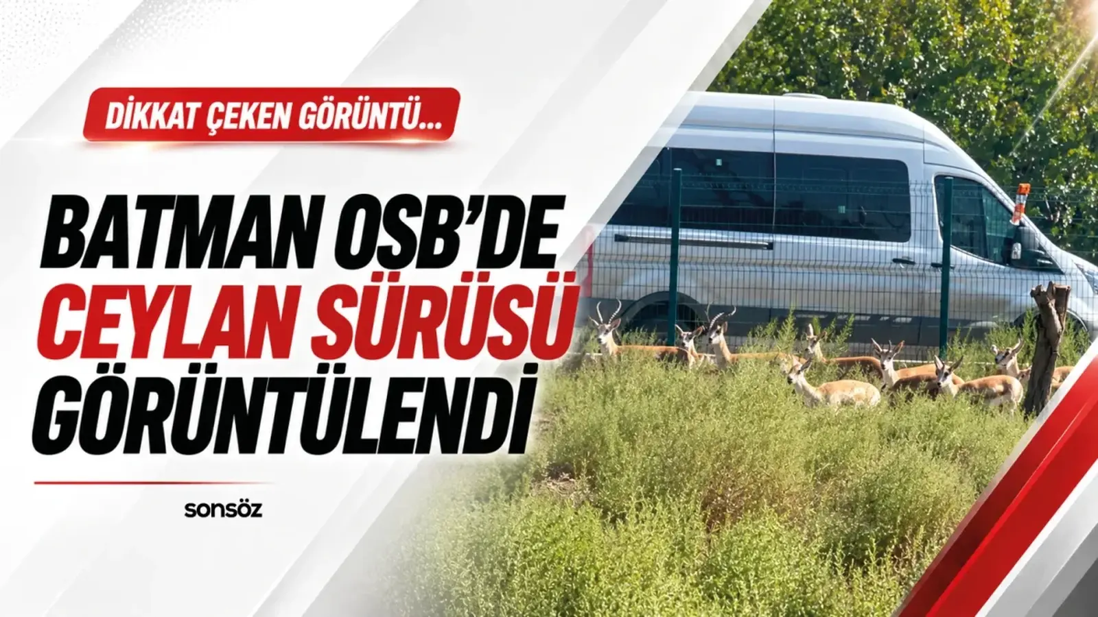 Batman OSB’DE Ceylan sürüsü görüntülendi