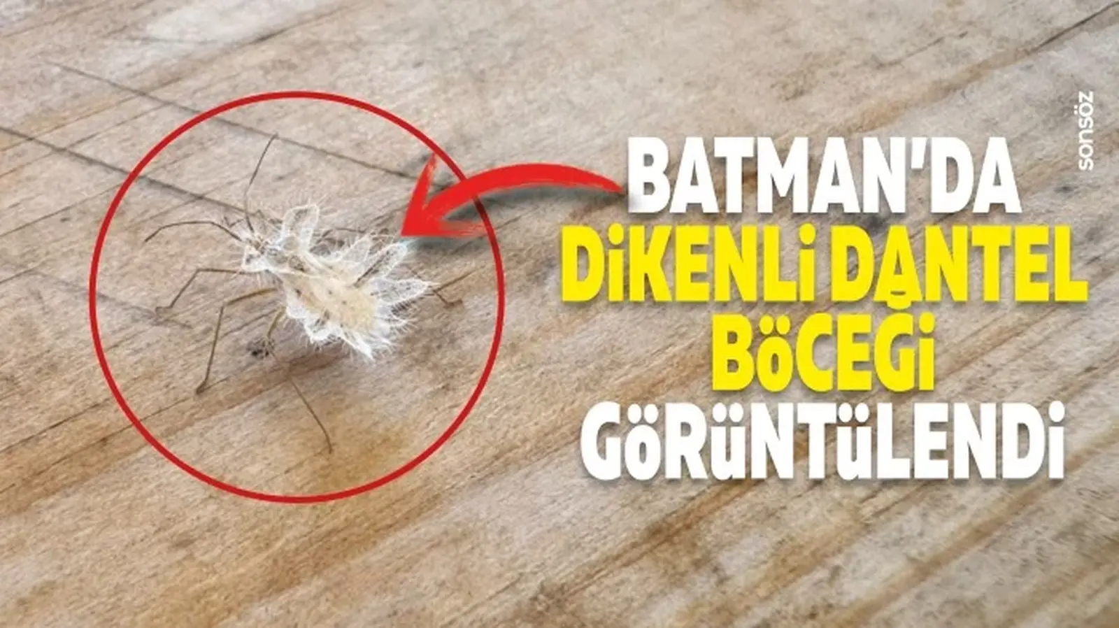 Batman’da dikenli dantel böceği görüntülendi