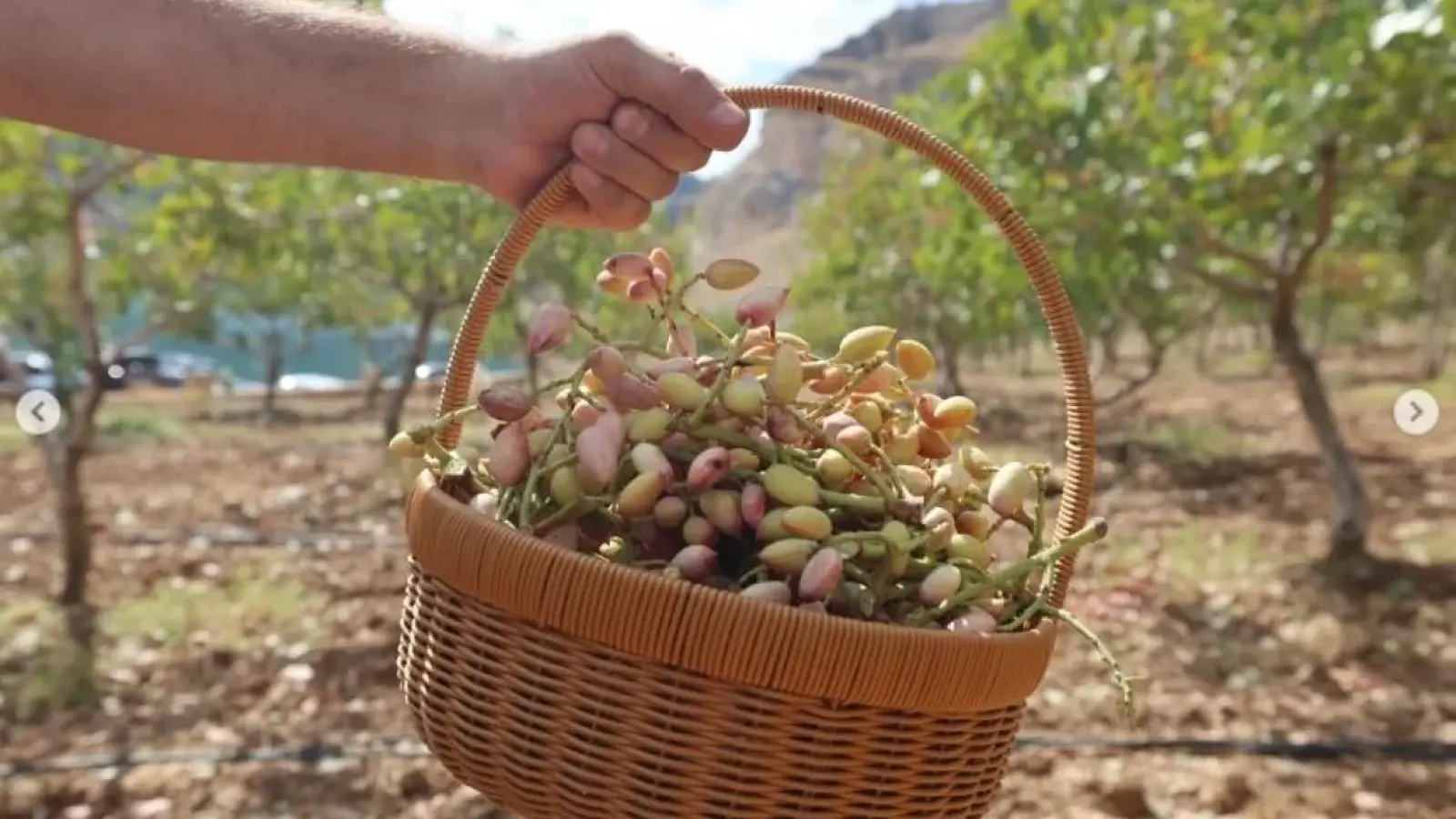 Siirt Fıstığında Hedef 50 Bin Ton