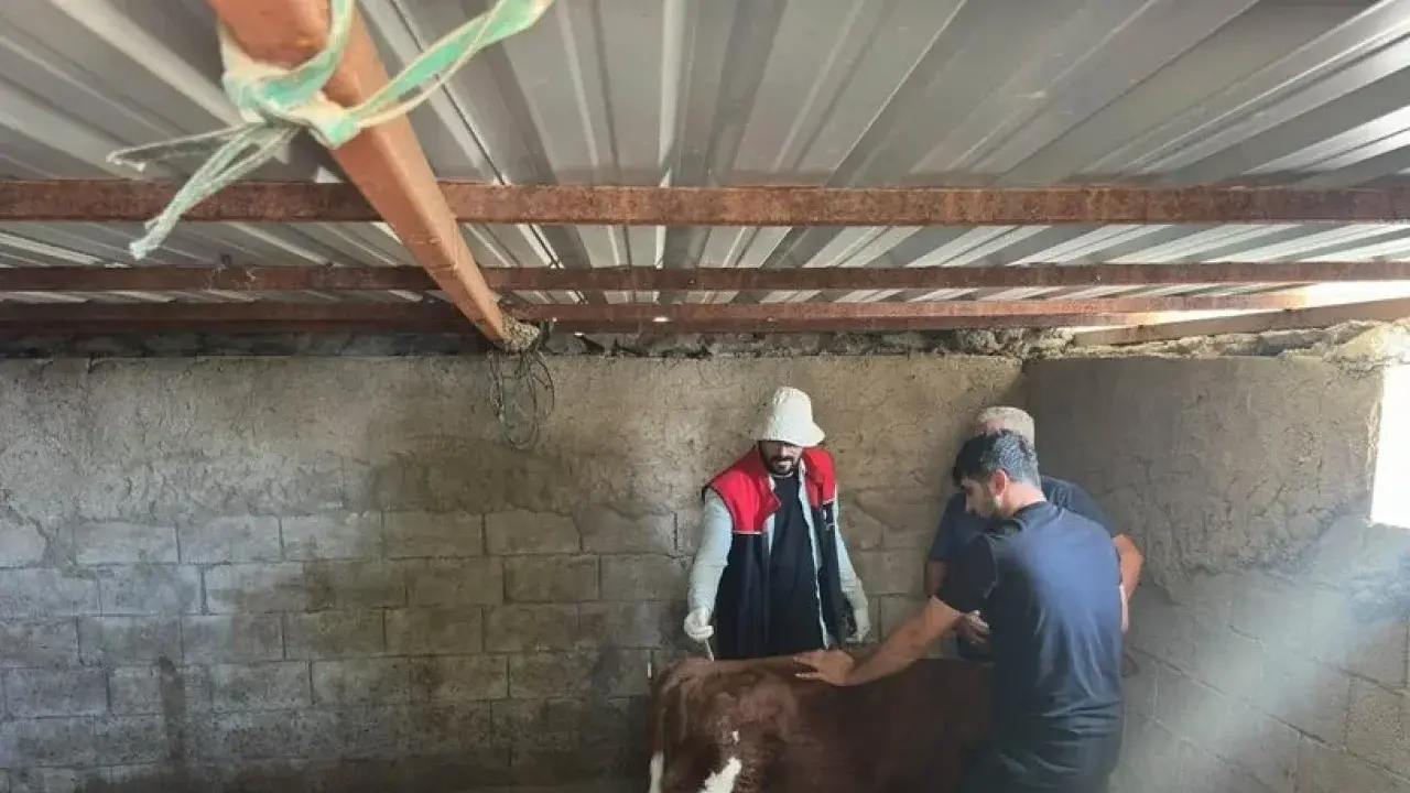 Küpeleme ve aşılama çalışmaları sahada sürüyor