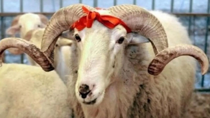 Akika kurbanı nedir? Akika kurbanı kesmek farz mı?