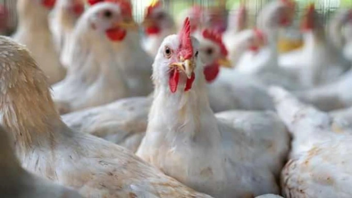 Almanya'da kuş gribi nedeniyle 400 bin fazla hayvan itlaf edildi