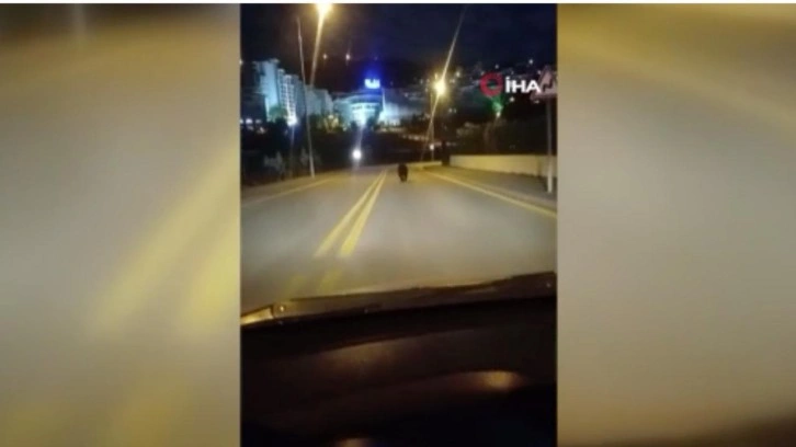 Ankara’da sokakta ayı sürprizi