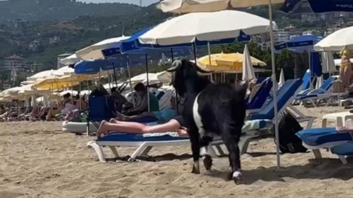 Antalya'da kaçan kurbanlık keçi, plajda görüntülendi