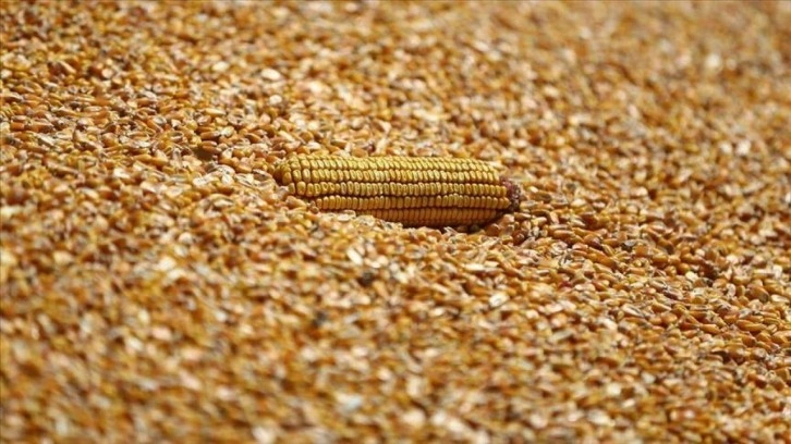 Arpa ve mısır ithalatında tarife kontenjanları 1 milyon ton olarak yeniden belirlendi