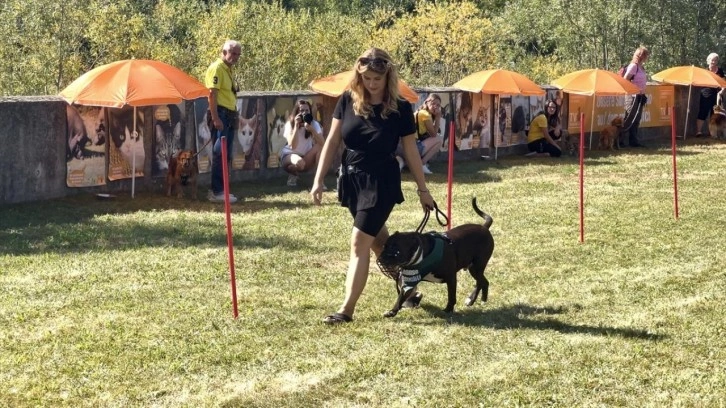 Avrupa'nın &ouml;nde gelen &uuml;lkesi, sahipsiz k&ouml;peklerin tamamını barınaklarda topluyor