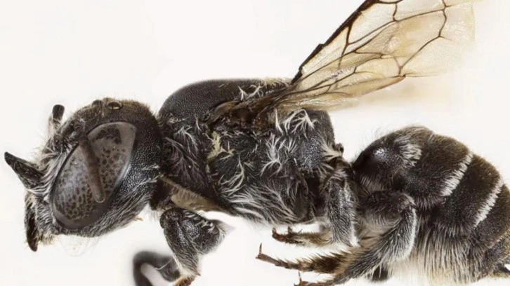 Avustralya’da şeytan boynuzlu yeni arı türü keşfedildi