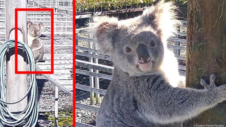 Avustralya'nın aradığı hırsız, koala &ccedil;ıktı