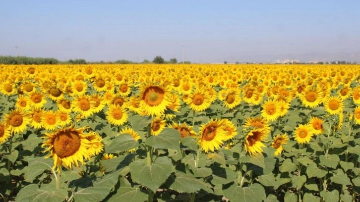 Ayçiçek alım fiyatları açıklandı