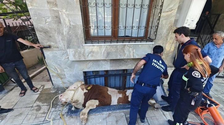Bahçelievler'de kurbanlık boğa, bodrum kattaki dairenin pencere boşluğuna düştü
