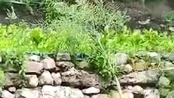 Bah&ccedil;esine giren ayıya isim taktı ve muhabbet etti