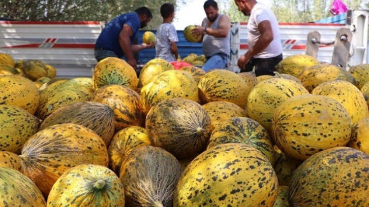 Bal gibi kavun seçmenin sırrı: İşte o işaretler!