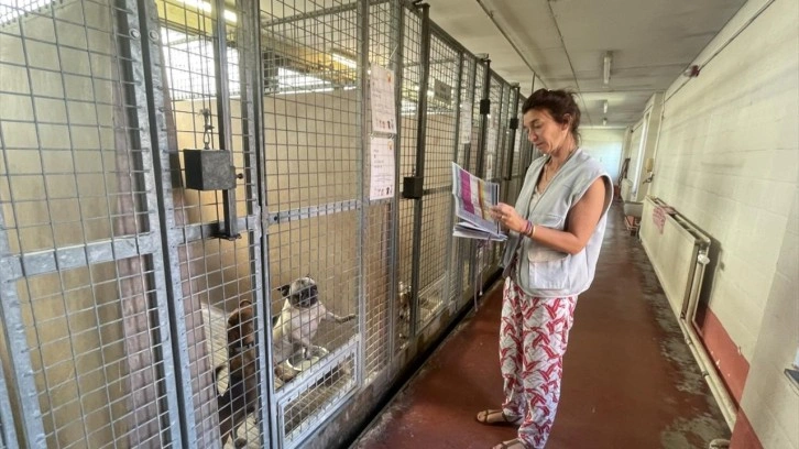 Bel&ccedil;ika k&ouml;pek sorununu b&ouml;yle &ccedil;&ouml;zd&uuml;: 25 yıldır uygulanıyor!