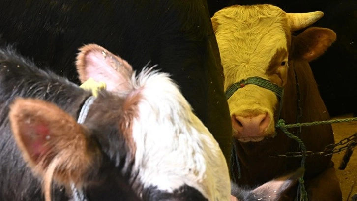 Beslediği dananın saldırısına uğrayarak hayatını kaybetti