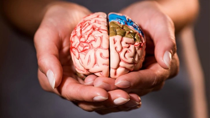 Beyninizi 8 yıl birden gen&ccedil;leştiriyor! Şartlara sahip olanlar yaşadı