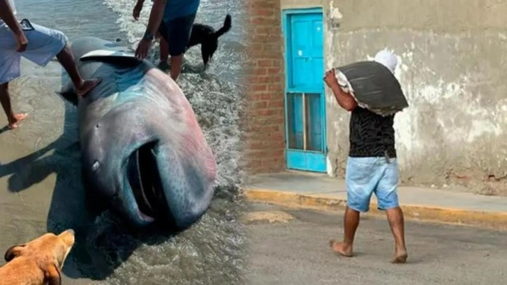 Bilim dünyası için servet değerindeydi! Endemik balık üç dakikada fileto oldu!