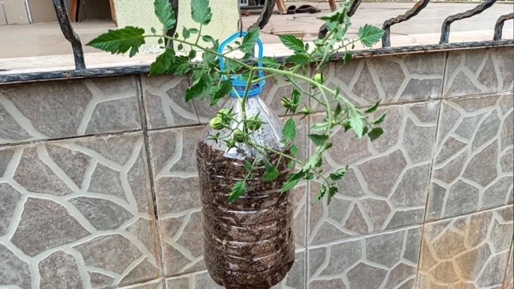 Bu yöntemle markete veya manava gitmenize gerek kalmayacak! 2 ayda çıkıyor