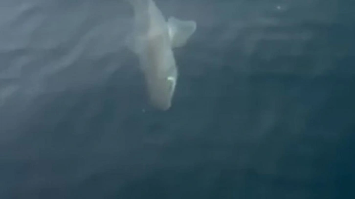 Bursa'da balıkçıların oltasına köpek balığı takıldı!