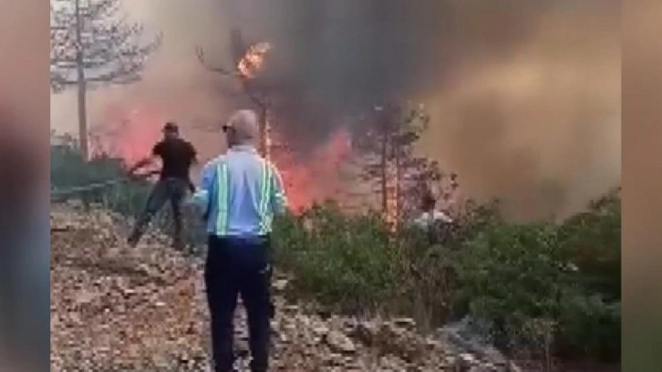 Bursa'da orman yangını