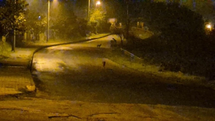 Çakallar şehir merkezini mesken tuttu