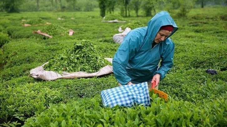 ÇAYKUR, işçi alımına başladı