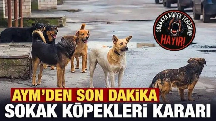 CHP'nin sokak köpeklerine yönelik yasayı iptal başvurusuna AYM'den son dakika kararı