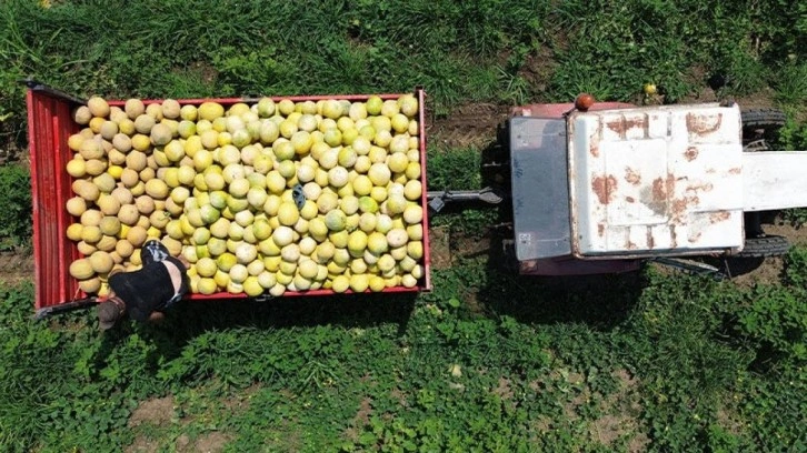 Çiftçinin yüzünü güldürdü! Kilosu 12 liradan satılıyor!