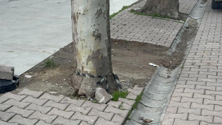 Çöp sanıp aldığı poşetten 60 bin dolar çıktı