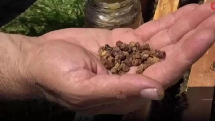 Çöpe gidiyordu, şimdi kilosu 3 bin lira