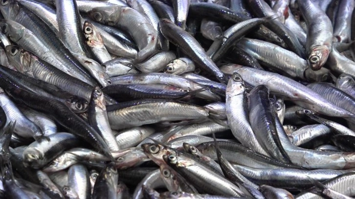 Denize kıyısı olmayan şehirde hamsinin kilosu 50 TL’ye düştü, vatandaş poşet poşet aldı