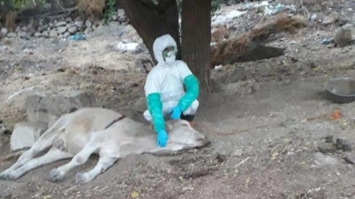 Diyarbakır'da kuduz k&ouml;pek vakası: &Ccedil;iftlik karantinaya alındı