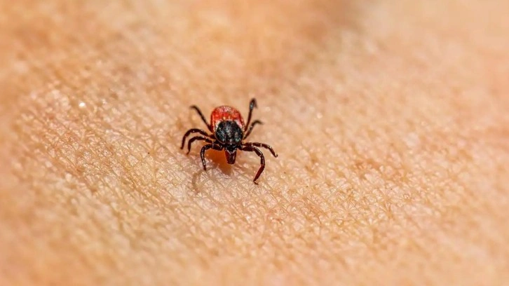 Doğal kene kovucu: Kurtulmak için birebir! Sürdüğünüzde keneden korunacaksınız