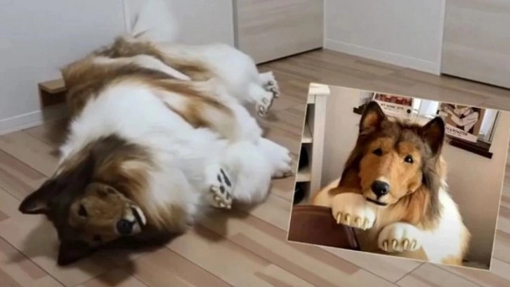 En b&uuml;y&uuml;k hayaliydi: Binlerce dolar harcayıp k&ouml;pek oldu