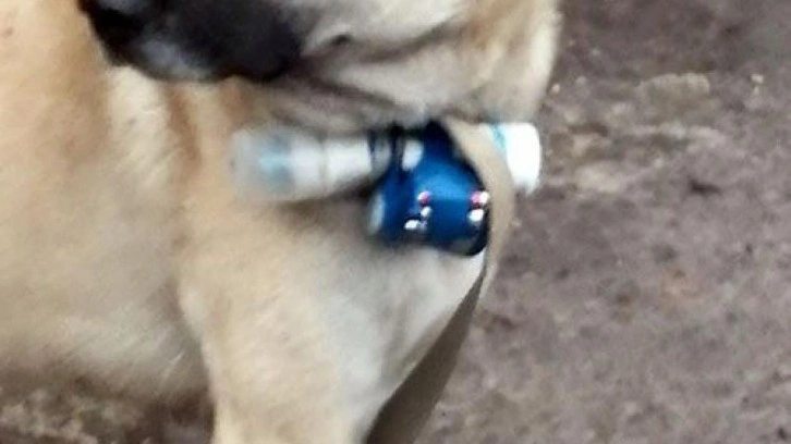 Ermenistan'dan k&ouml;pekle provokasyon