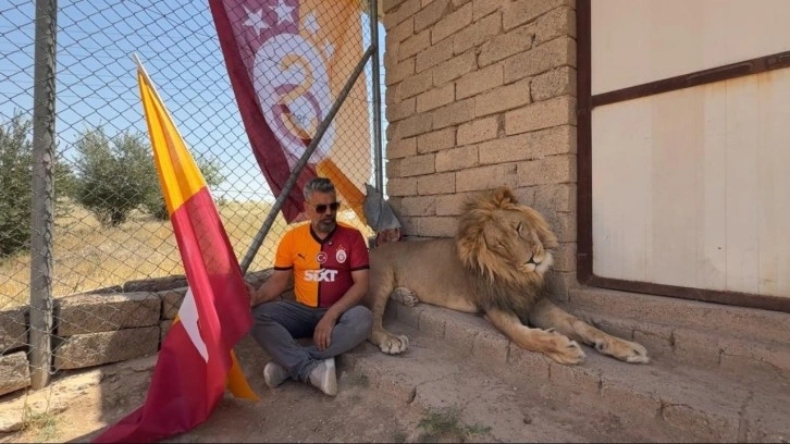 Evinde beslediği aslanlarla şampiyonluğu kutladı: Tekinin adı 'Fatih Terim'