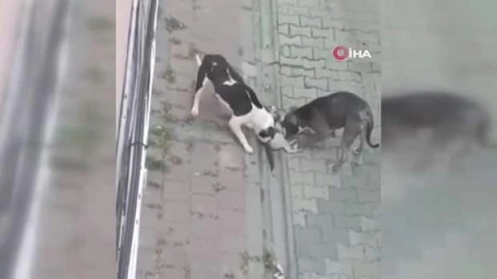 Fatih'te mahallenin kabusu oldu: Pitbullar son 3 ayda 25 kediyi &ouml;ld&uuml;rd&uuml;