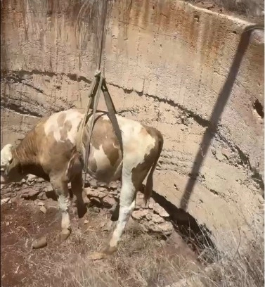 Gaziantep’te çukura düşen görme engelli dana kurtarıldı