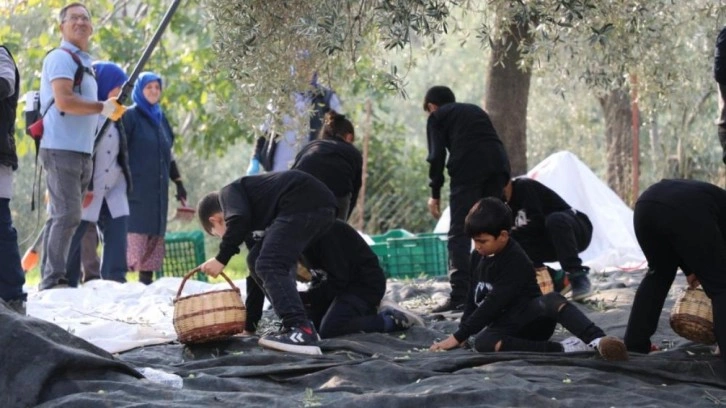 Geleceğin çiftçileri zeytin hasadında