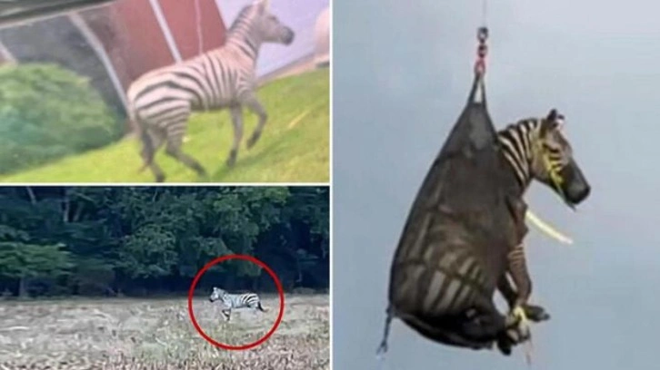 Günlerdir kaçan zebra sonunda yakalandı
