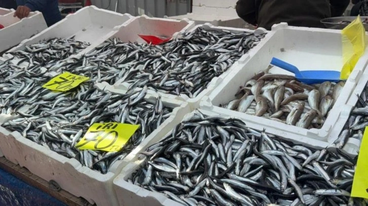 Hamsinin fiyatı 70 liraya indi