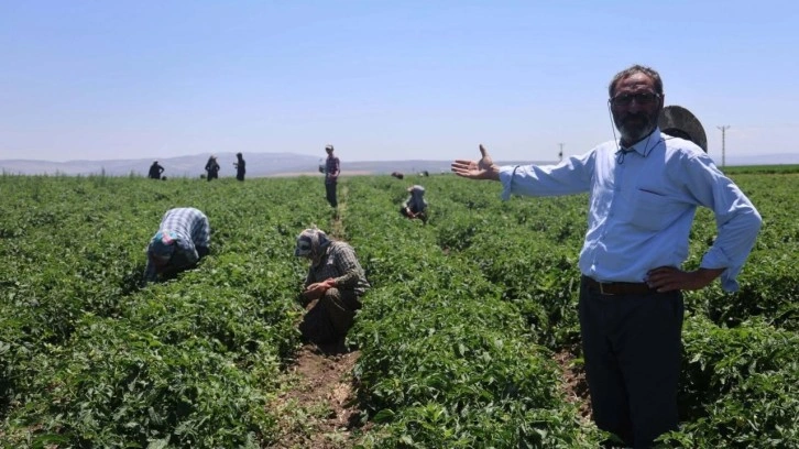Hatay'da tarım işçilerinin günlük yevmiyesi belli oldu