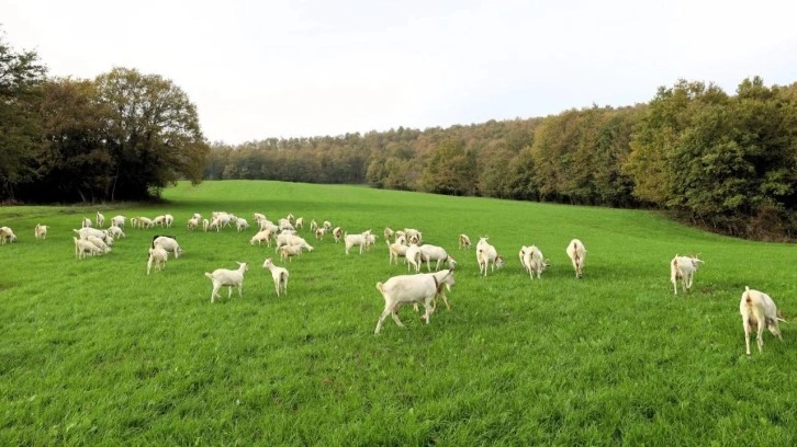 Hibeli Tarlalar bereket getirdi: Üreticinin günlük karı 800 lira oldu!